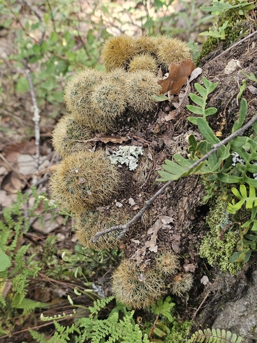 Mammillaria densispina