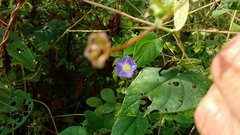 Ipomoea aristolochiifolia