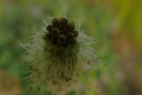 Sitka burnet (Sanguisorba stipulata)