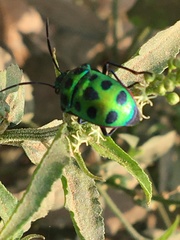 Chrysocoris stollii