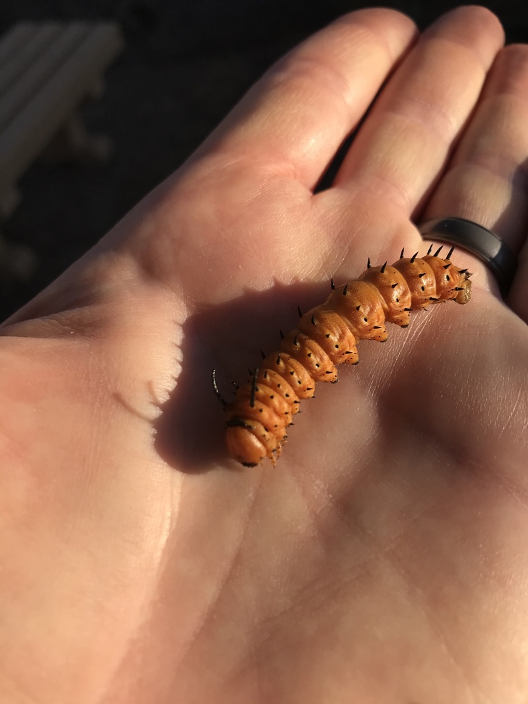 Oslar's Oakworm Moth
