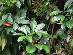 Tetrastigma thorsborneorum