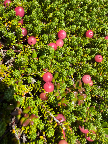 Rock Crowberry (Empetrum eamesii)