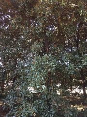 Magnolia grandiflora