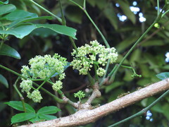 Tetrastigma thorsborneorum