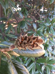 Magnolia grandiflora