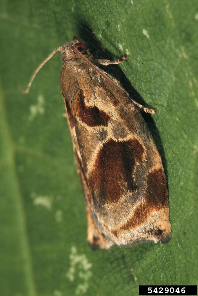 Brown Oak Tortrix