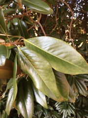 Magnolia grandiflora