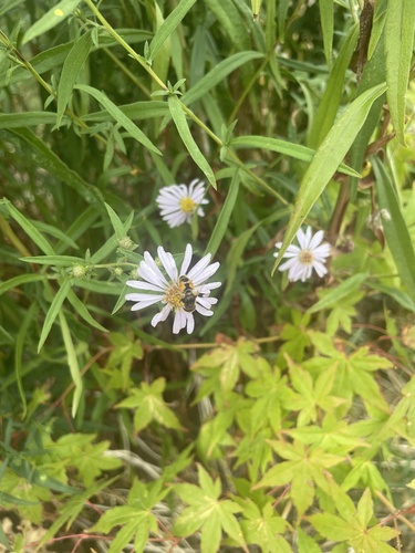 Unknown species found near N 55th St, Seattle, WA, US