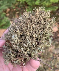 Cladonia multiformis