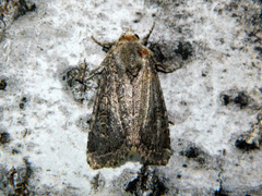 Apamea devastator