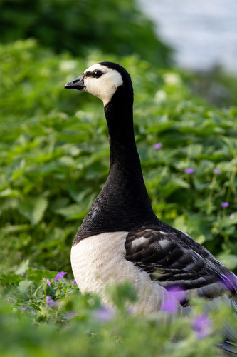 Barnacla cariblanca (Branta leucopsis)