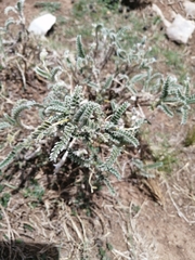 Astragalus garbancillo