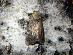 Apamea devastator