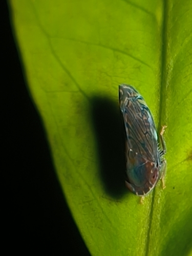 Hecaloidella brevispina, 2025-09-05