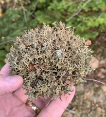 Cladonia multiformis