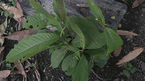Triplaris cumingiana, photograph 4