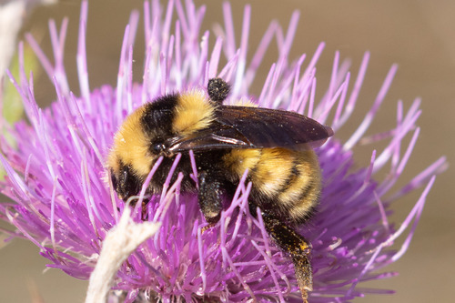Northern Amber Bumble Bee