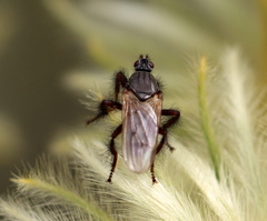 Coelopa