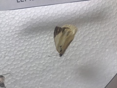 Lepidoptera