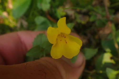 veronica-leaved monkeyflower (Erythranthe veronicifolia)