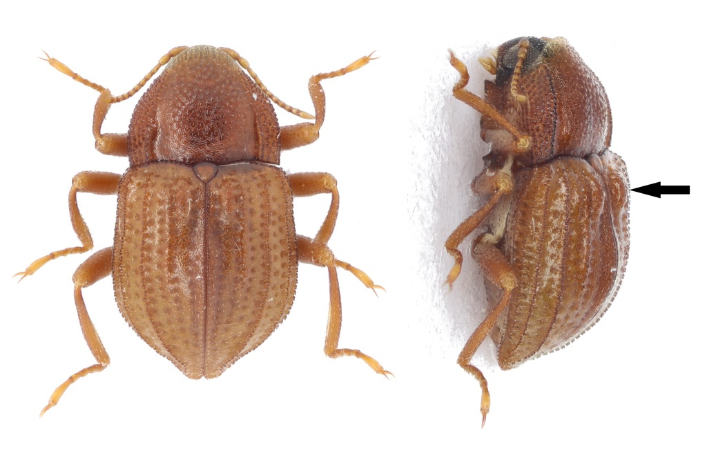 Pachyelmis