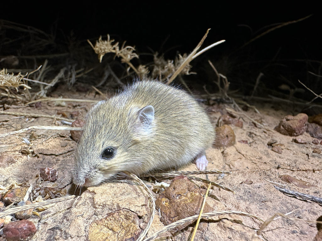 Central Short-tailed Mouse