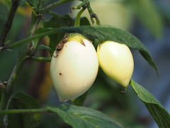 Solanum muricatum