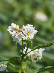 Solanum muricatum