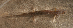 Eurycea naufragia