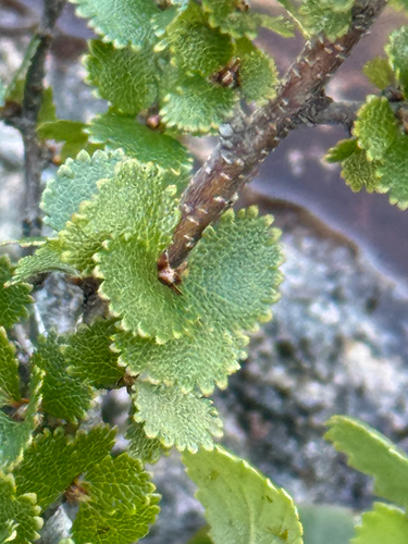 Betula michauxii, photograph 4