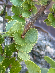 (c) Patrice Dupont, some rights reserved (CC BY) Betula michauxii, photograph (c) Patrice Dupont, some rights reserved (CC BY)
