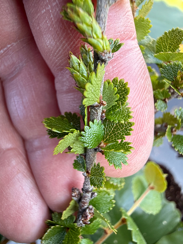 Betula michauxii, photograph 5