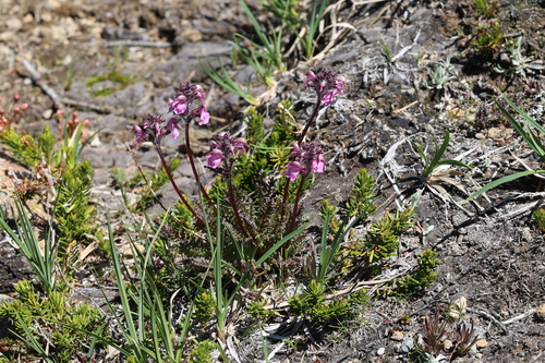 ducksbill lousewort (Pedicularis ornithorhynchos)