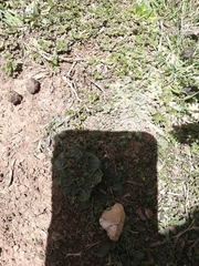 Oenothera multicaulis