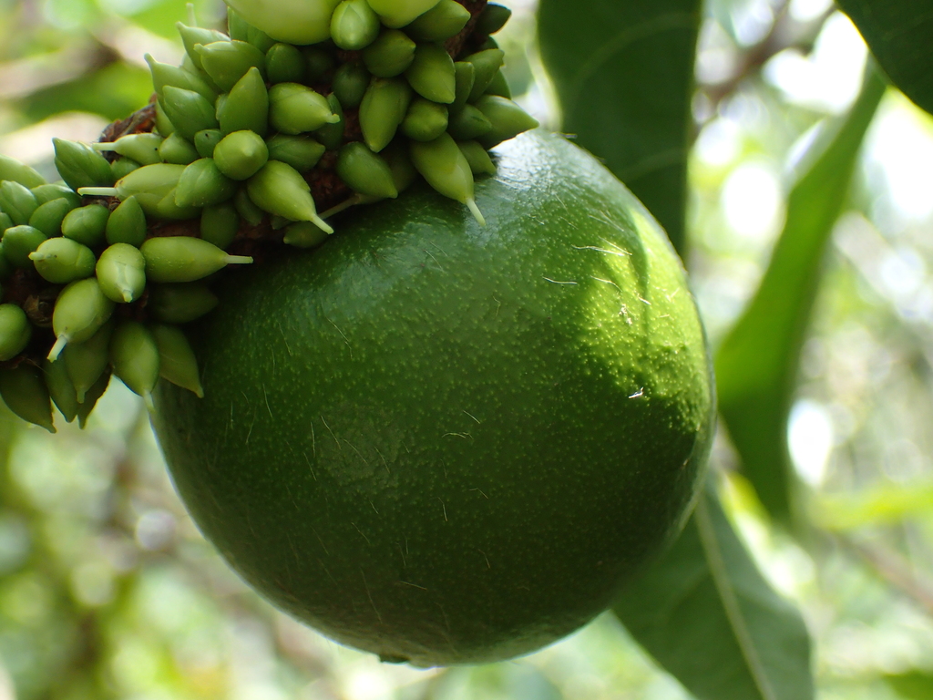 Abiu (Pouteria caimito) · iNaturalist