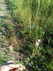 Angiospermae
