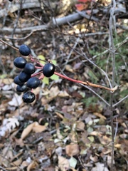 Viburnum acerifolium