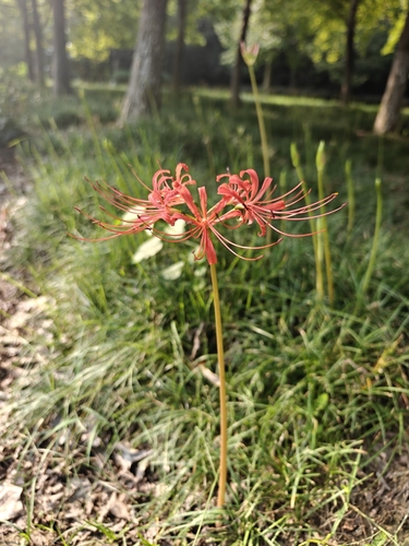 red spider lily