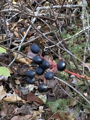 Viburnum acerifolium