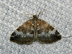 Perizoma alchemillata