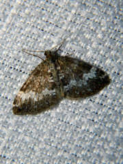 Perizoma alchemillata