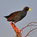 Black Crake - Photo (c) Ian White, some rights reserved (CC BY-ND)