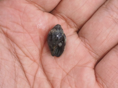 Mitridae