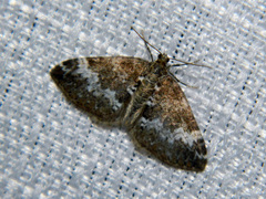 Perizoma alchemillata