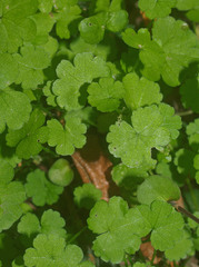 Hydrocotyle heteromeria