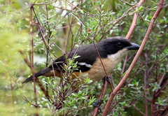 Laniarius ferrugineus