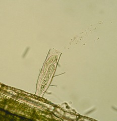 Vaginicolidae