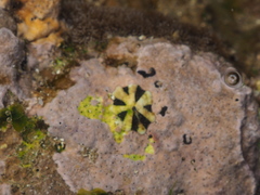 Patelloida saccharina