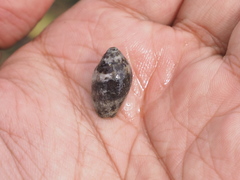 Mitridae